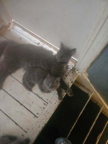 Ragcoons ( maine coon x ragdoll kittens)