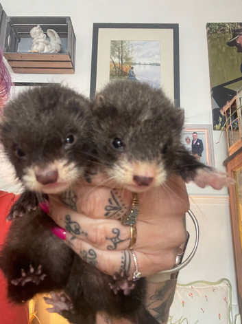 Mini micro ferrets
