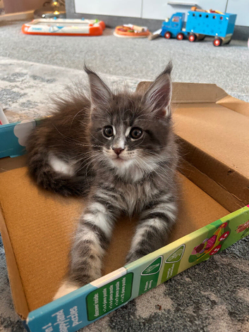 Beautiful Maine Coon Kittens