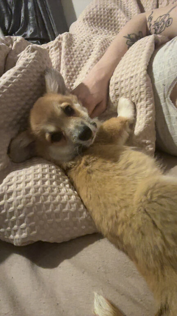Male corgi pup
