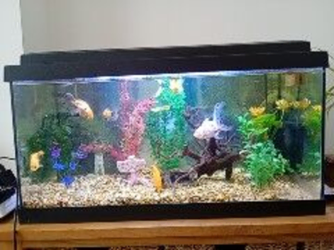 Fish tank and five goldfish. SOLD