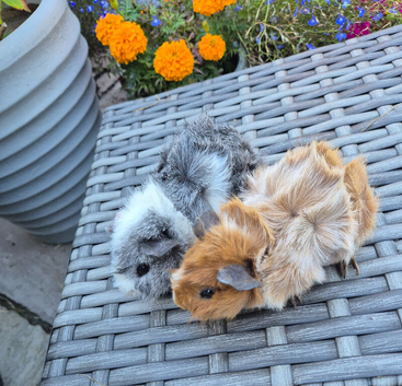 Beautiful Baby Boys Funky & Abyssinian