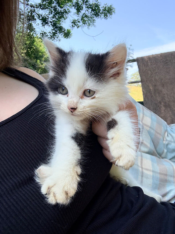 Beautiful kittens looking for their forever homes