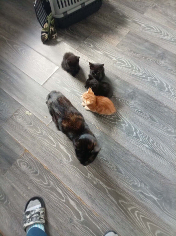 3 kittens left from litter
