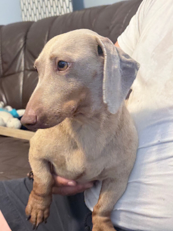 Miniature dachshund Isabella tan