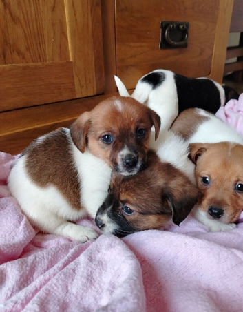 Mini jack Russell puppies