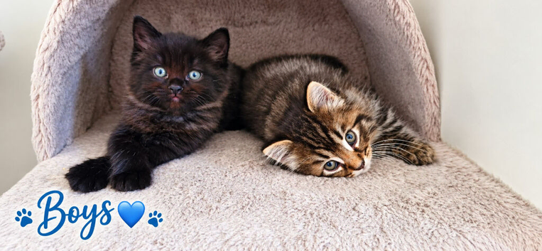 Beautiful Ragdoll Mix Kittens.Ready 9th September