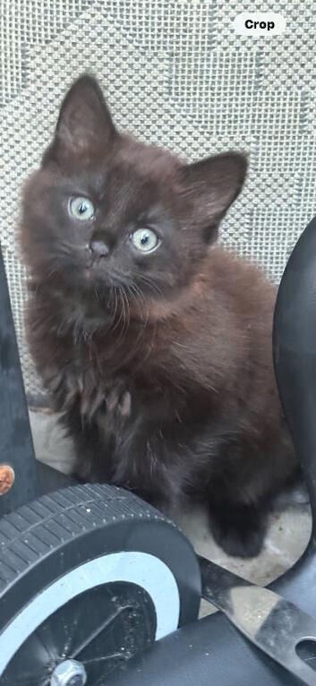 Beautiful kittens for sale &pound;80
