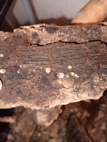 White shark isopods