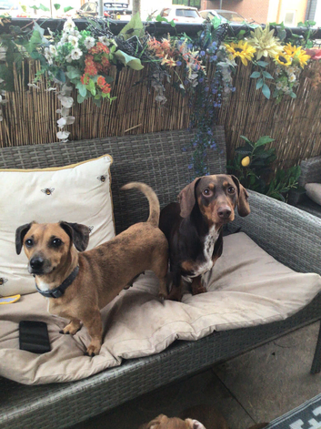 Puppy dauchunds