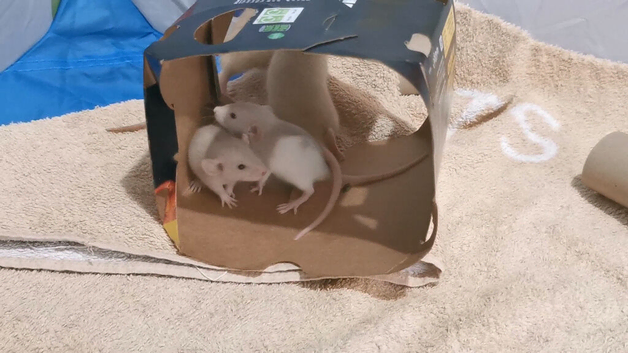 Dwarf rats