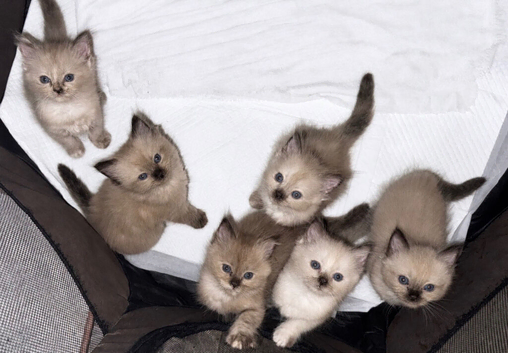 Ragdoll kittens