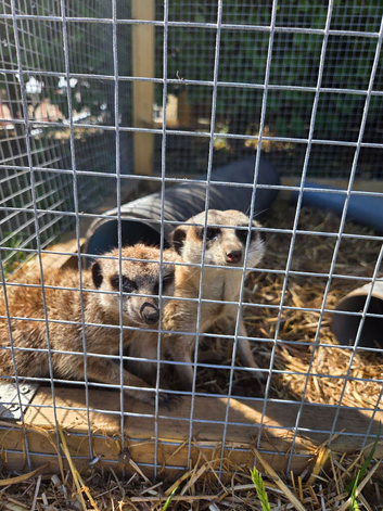 Meerkats