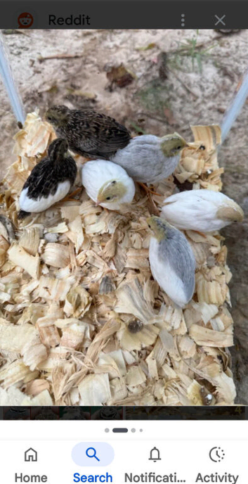Male Chinese painted button quail