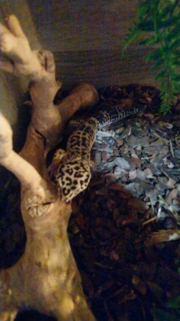 Male leopard gecko