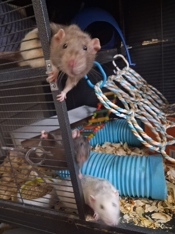 3 male rats dad and 2 sons