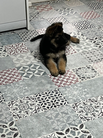 Gorgeous pure German Shepherd puppies