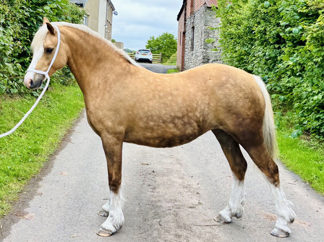 Quality 3yr old Palomino Section C filly 12.2hh