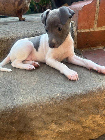 Stunning KC Registered boy