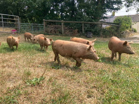 Pedigree Tamworth Pigs