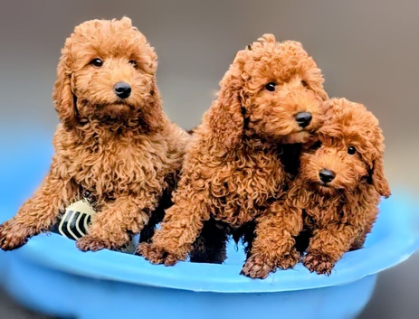 F1 B COCKAPOO PUPPIES