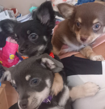 Chihuahua puppies
