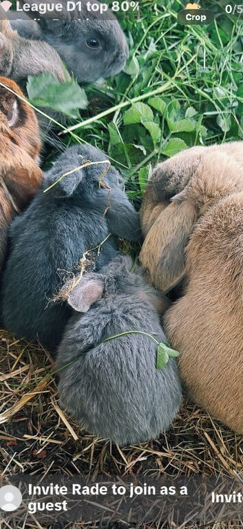 Beautiful lop eared rabbits