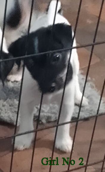 Parson Russll Terrier Pedigree Puppies
