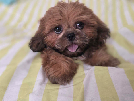 Kc registered shih tzumale for sale
