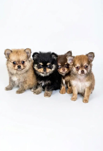 Fluffy Pomchi litter