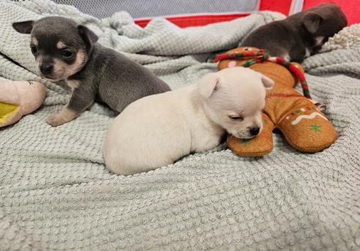 Chihuahua puppies for sale