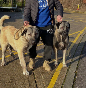 Turkish Kangal/Malakali Panther 1 Year Old Pup