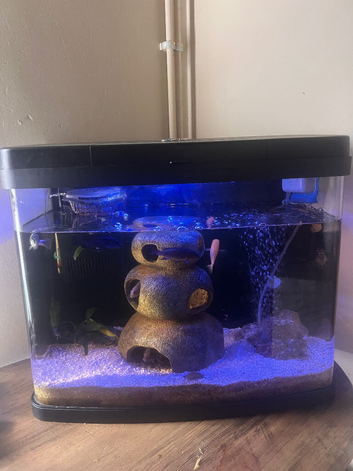 Fish and tank