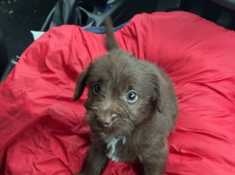 Beautiful Toy Jackapoo Chocolate boy