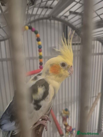 Female cockatiel