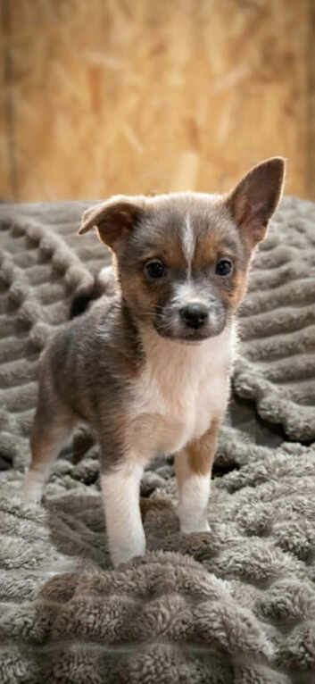 11 week old male pomchi