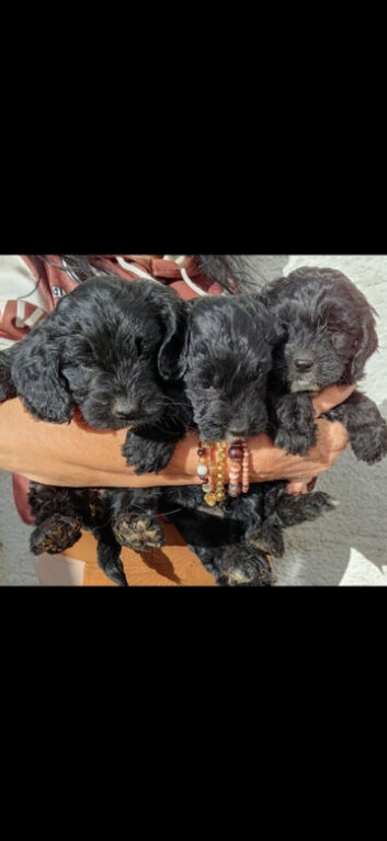 F1 sproodles