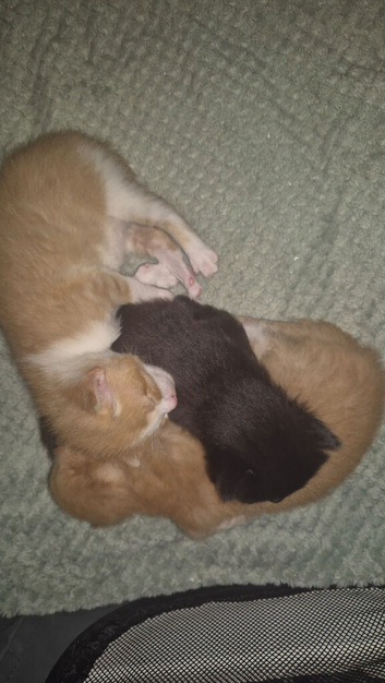 3 kittens for sale ready to go MID JUNE
