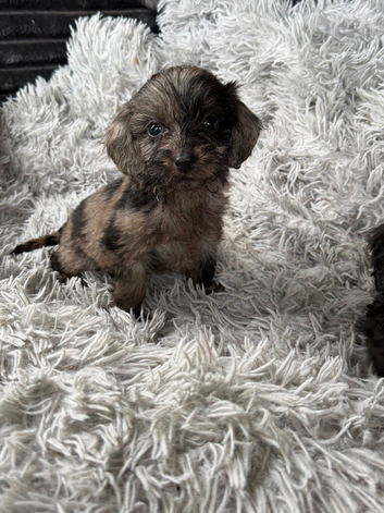 Beautiful Cockapoo puppies looking for there forever family home