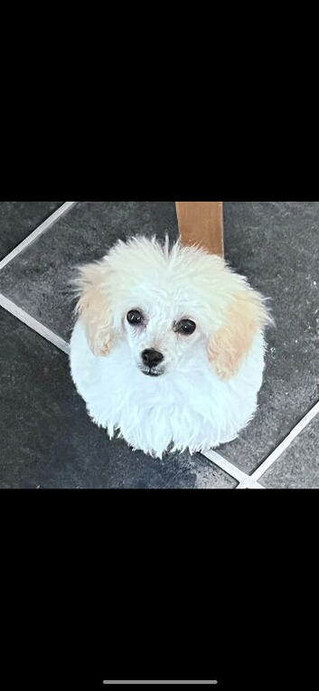 Toy poodle female