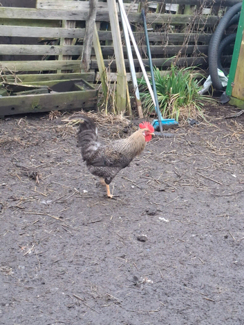 Game hen and cock
