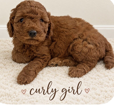 Beautiful cockapoo pups