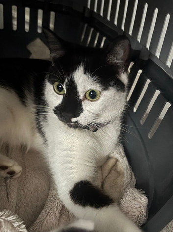 2 male kittens
