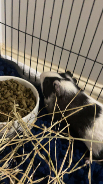 2 males for sale
