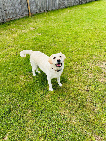 Older lab for rehoming