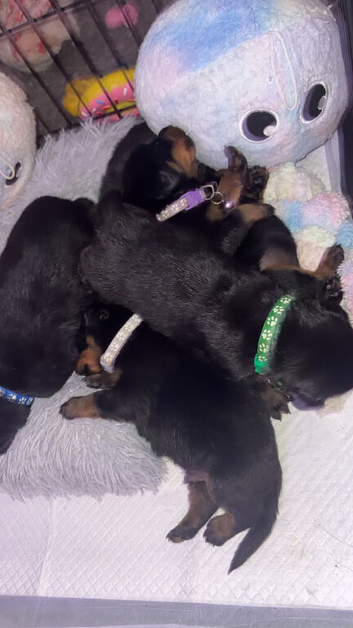Ready to leave 2DAY  Beautiful kc Rottweiler puppies available