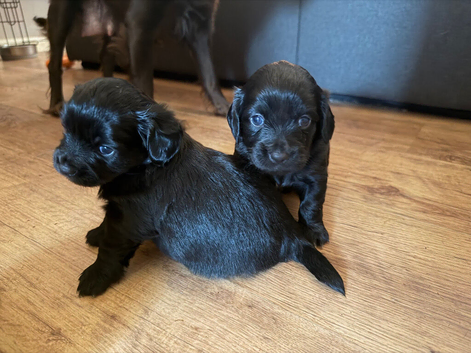 Chihuahua cross spaniel