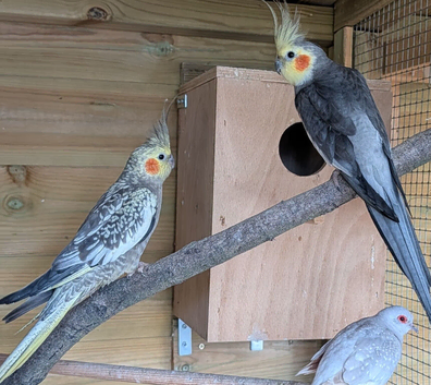 Breeding Pair Of Cockatiels