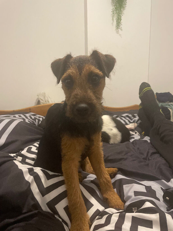 4 month old Lakeland bitch
