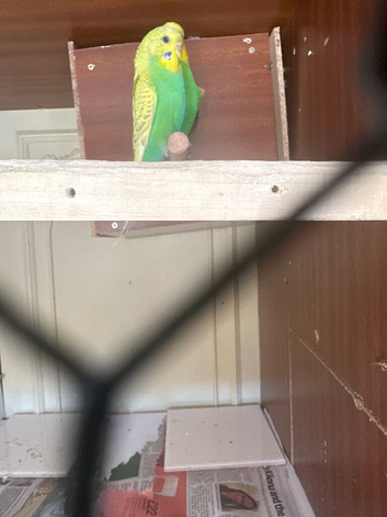 Lovely pair budgie in Dagenham